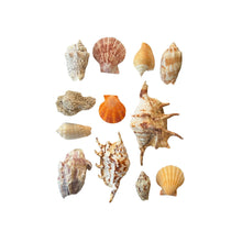 12 Sea Shell Collection - Assorted Mix 1"-3"