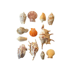 Seashell Collection - Assorted Mix 1"-3"