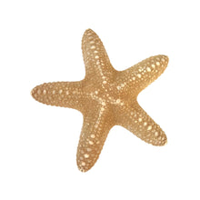 Starfish 5"- 6", Pentastar Obtusatu