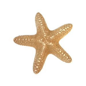 Starfish 5"- 6", Pentastar Obtusatu