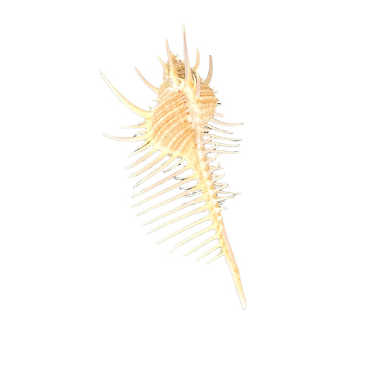 Murex Pecten Shell, 4"